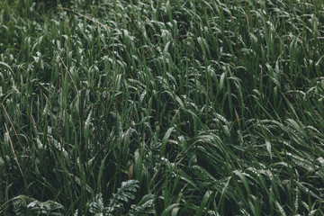 full frame shot of beautiful green grass