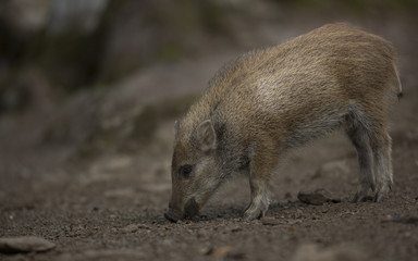 Close up young wild boar Sus scrofa calm piggy looking for nutriment in dark wood. Wildlife tranquil scene with long furry animal. Strong nose and well smell sense to search food as omnivorous mammal