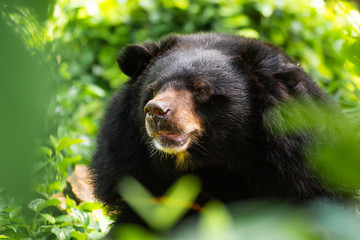 Asian black bear pass through bush foreground, dusit zoo, bangkok, thailand.
