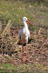 Weiß-Storch