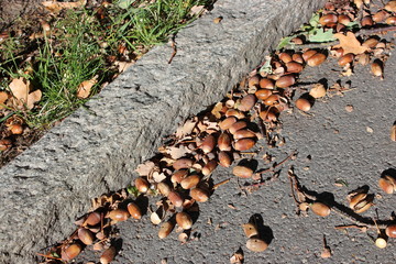 walkway with acorn in autumn © Mattias
