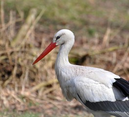 Weiß-Storch