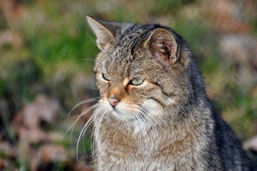 Wildkatze