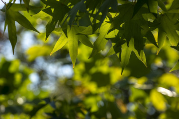 Dark green leaves of Liquidambar styraciflua, Ambeer tree against the blue sky in focus edged with blurred green leaves in sunlight. Nature concept for design