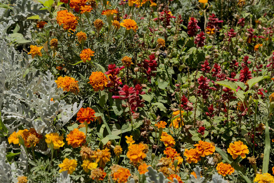 the flower of Tagetes patula in the autumn garden