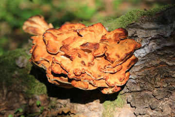 wild mushrooms on woods