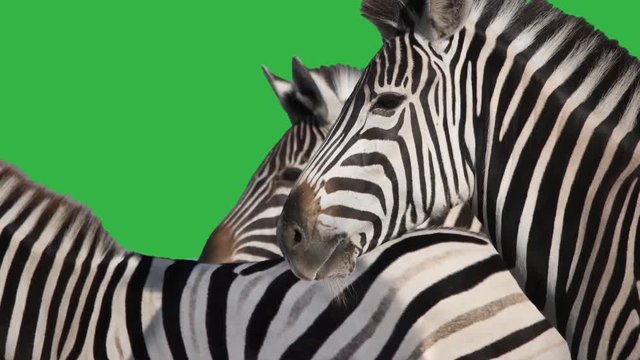 herd of zebras on a green screen