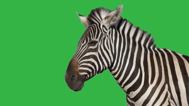 zebra on the green screen