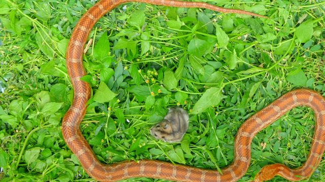 The snake takes in the ring of a small mouse for a swift bite