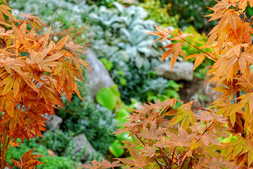 Rock garden with plants that have been yellow for fall