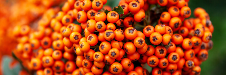 Panoramic photo of orange rowan on a background of greenery