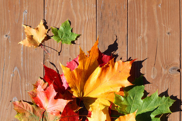 Naklejka na ściany i meble autumn leaves. Maple. Yellow, green, purple, golden.