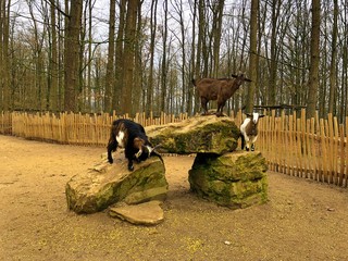 3 goats at the Zoo Wild Park on the stone. west african draf goat at the nature. fair animal wellfare
