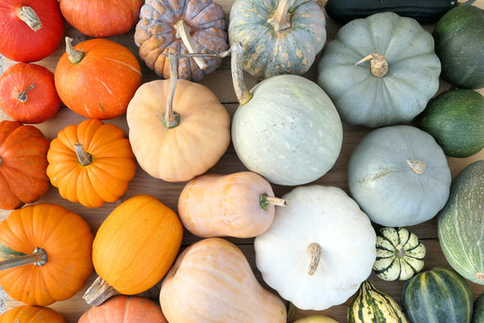 Colorful Varieties Of Pumpkins And Squashe