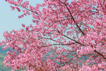 Wild Himalayan Cherry Blossoms in spring season (Prunus cerasoides), Sakura in Thailand, selective focus, Phu Lom Lo, Loei, Thailand.