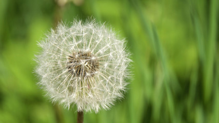 Dandelion Seed Head ,on blurry background,macro close-up. Dandelions, dandelion meadow, white flowers in green grass.