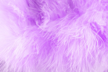 Macro shot of purple bird fluffy feathers in soft and blur style