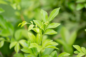 Close up of green leaves in garden, nature background. selective focus