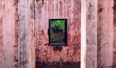 Old coloured concrete wall with wooden window frame and green palm tree