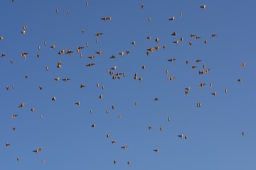 Blutschnabelwebervögel (Quelea quelea) im Etosha Nationalpark in Namibia