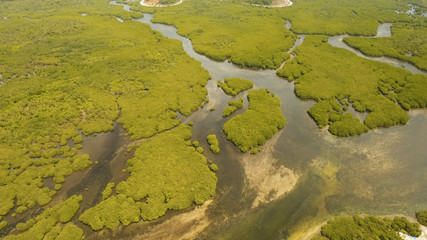 Aerial view of mangrove forest and river on the Siargao island. Mangrove jungles, trees, river. Mangrove landscape. Philippines.