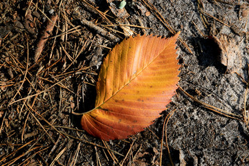 Abstract autumn leaf