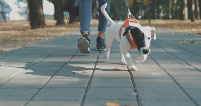 Woman walking with dog in park. Cute little puppy jack russell terrier running through the autumn forest. 4K video shooting by handheld gimbal