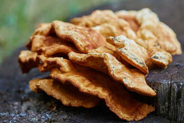 Fungi on a tree bark