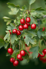 Hawthorn bush ripe