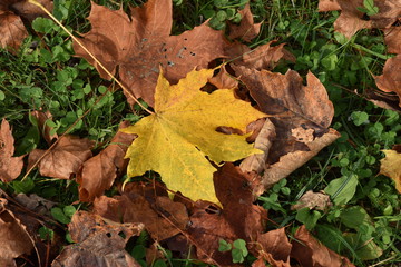 Autumn colors