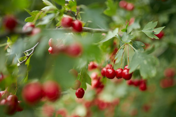 Obraz premium Hawthorn bush ripe