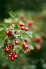 Hawthorn bush ripe