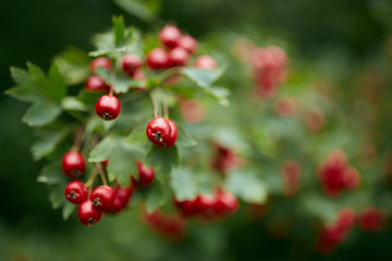 Hawthorn bush ripe