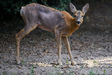 Roe deer with mange