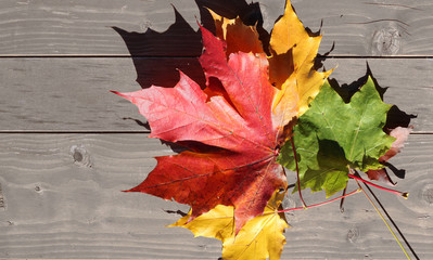 autumn leaves. Maple. Yellow, green, purple, golden.