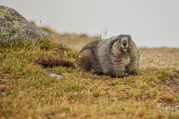 Hoary Marmot