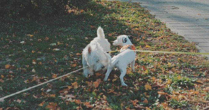 Cute dogs play together, rolling around, wrestling and biting on green meadow.