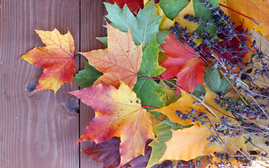 autumn leaves. Maple. Yellow, green, purple, golden.