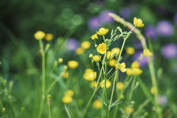 Yellow dandelion flowers in grass in spring wind close-up macro with soft focus on a meadow in nature. A beautiful soft light green background.