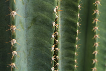 Cactus Bacground