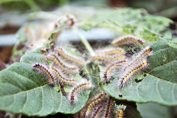 Aporia crataegi (black-veined white) caterpillars eating green acer leaves, close up macro detail, soft blurry bokeh