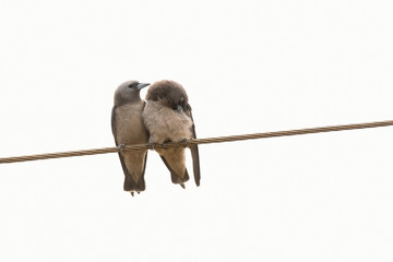 Two Ashy Woodswallows (Artamus fuscus), preening each other