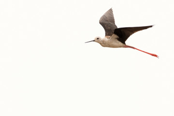 A Black-winged Stilt (Himantopus himantopus), captured in flight