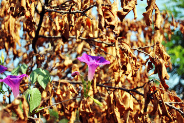 Purple petunia flowers blooming on soft dry brown leaves blurry bokeh background, side view