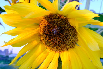 Sunflower and bee