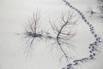 Snowy winter alpine landscape on a sunny day, with shadows and shimmering snow.