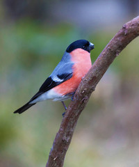 bullfinch