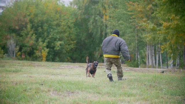 Training sheepdog on attacking on an arm. The man wearing protection