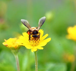 bee on beautiful fresh flower in garden