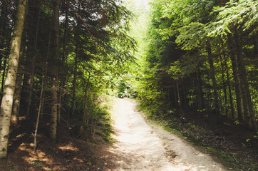Trail in Forest of Krynica-Zdrój, Poland